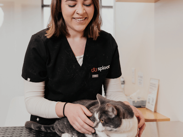 A cat brought to Sploot Vets, an urgent care vet clinic in Colorado Springs, Denver, and Chicago, after showing symptoms or signs of dehydration in cats