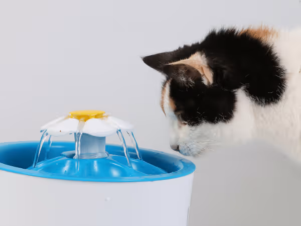A cat drinking from a drinking fountain, representing one of the ways to prevent the symptoms or signs of dehydration in cats