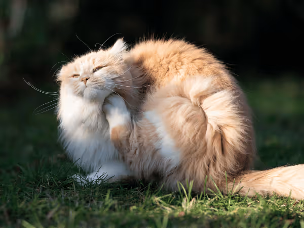 A photo of a cat scratching needing flea and tick medicine for cats