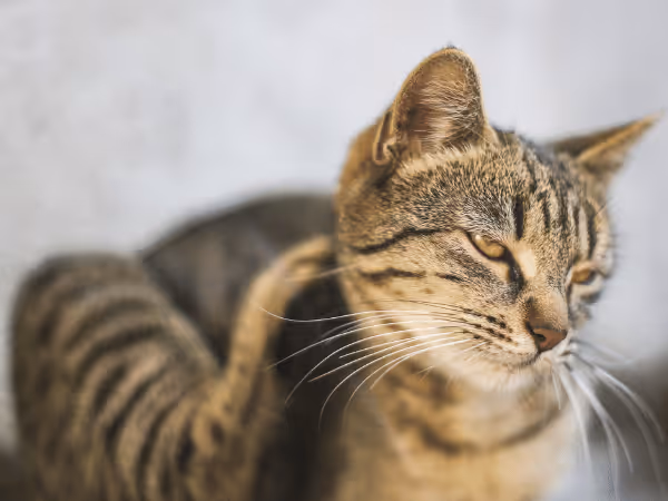 An indoor cat scratching, representing the need for cat flea and tick medicine