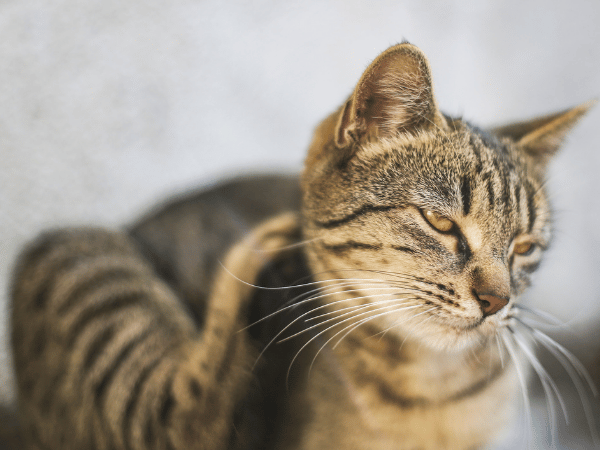 An indoor cat scratching, representing the need for cat flea and tick medicine
