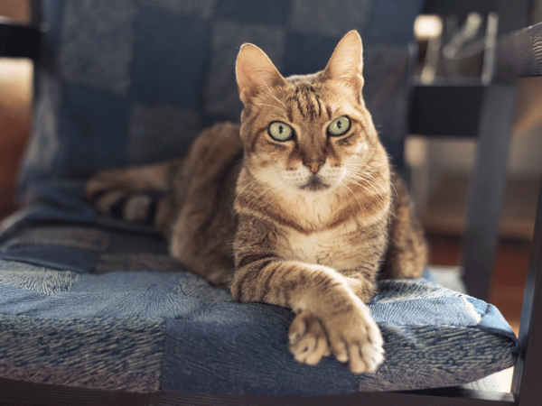 An indoor cat sitting on a couch, protected by monthly cat flea and tick medicine