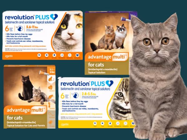A photo showcasing Revolution Plus and Advantage Multi for Cats, examples of topical flea and tick medicines for cats
