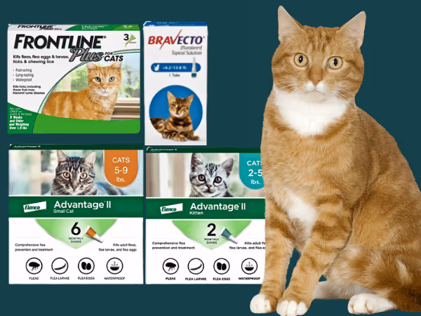 A photo showing Frontline Plus, Bravecto for cats, and Advantage II, examples of cat flea and tick medicines applied topically