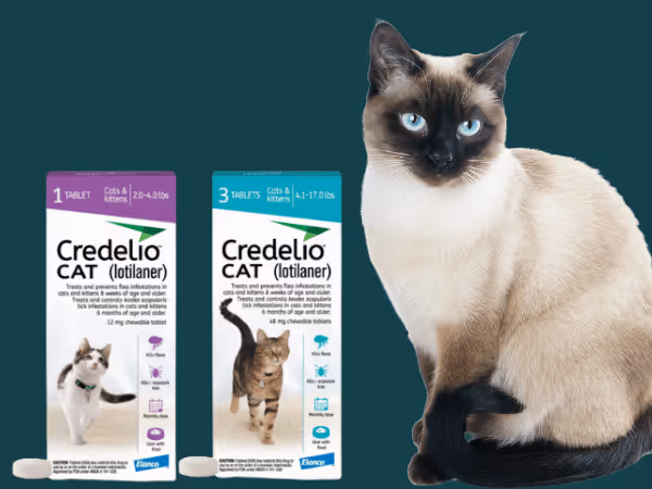 Photos of Credelio, an example of oral flea and tick medicine for cats