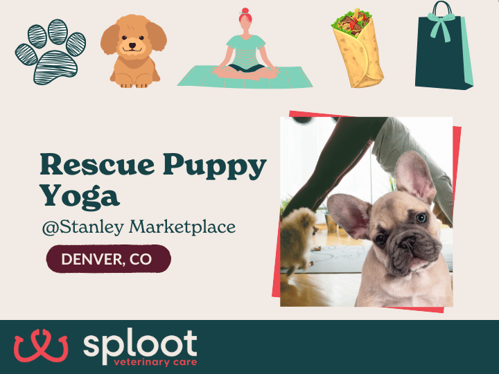 Flow through a one-hour yoga class with adoptable pups, free burritos, swag, and a raffle for lifelong vaccines. August 9 at The Stanley Marketplace!