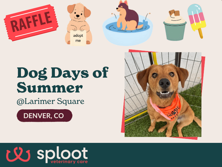 Cool off with pups, music, splash zones & Sploot’s Pup-Cup Lounge! Free treats, games, and a vaccine giveaway. August 16 at Larimer Square!