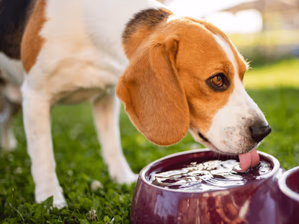 A dog drinking plenty of water, one of the ways to prevent the symptoms of dehydration in dogs