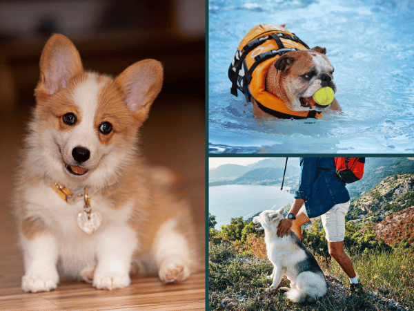 A collage showing different kinds of dogs that are prone to dehydration in dogs, including a puppy, a brachycephalic dog that is also swimming, and a dog on a hike