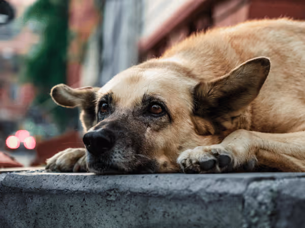 A photo of a dog that is exhibiting weakness and lethargy, some of the symptoms of dehydration in dogs