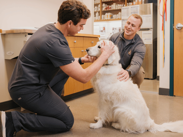 A vet at Sploot Vets, a vet clinic in Colorado Springs, Denver, and Chicago doing a wellness exam on a dog, representing one of the steps of treatment for dehydration in dogs
