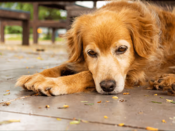 A sad dog with lethargy, representing diarrhea in dogs and colitis in dogs