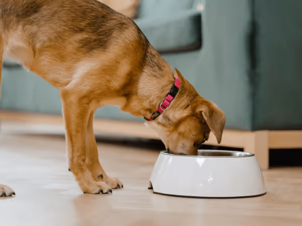 A dog eating new dog food, one of the most common things that causes diarrhea in dogs