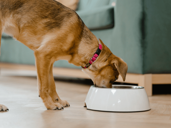 A dog eating new dog food, one of the most common things that causes diarrhea in dogs