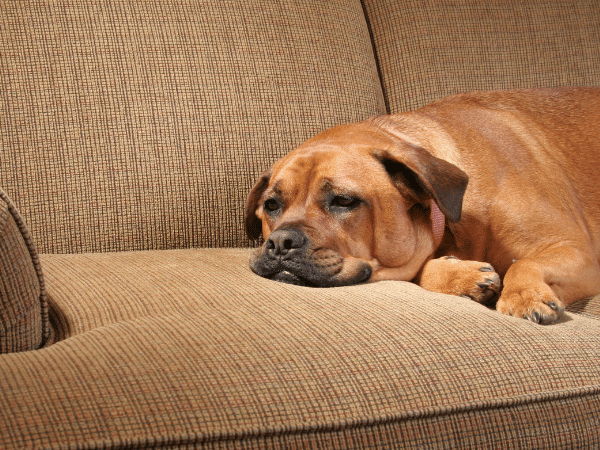 A lethargic dog, representing infections in dogs which can be cause of diarrhea in dogs