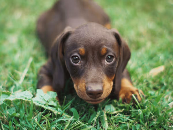 Close-up of a puppy, which can be susceptible to diarrhea in puppies due to their developing immune system