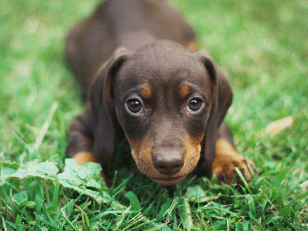 Close-up of a puppy, which can be susceptible to diarrhea in puppies due to their developing immune system