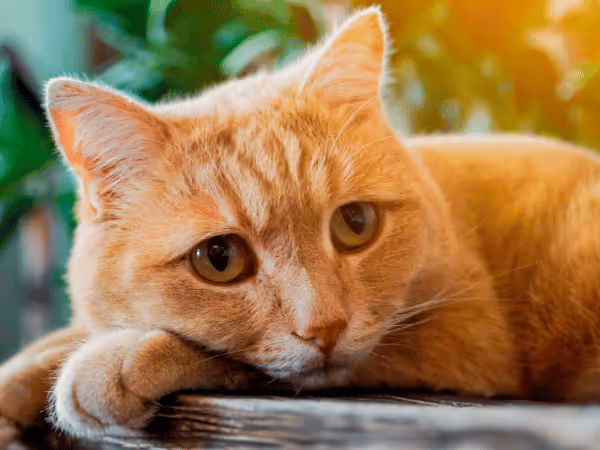  A close-up of a sad lethargic cat, representing the discomfort of diarrhea in cats