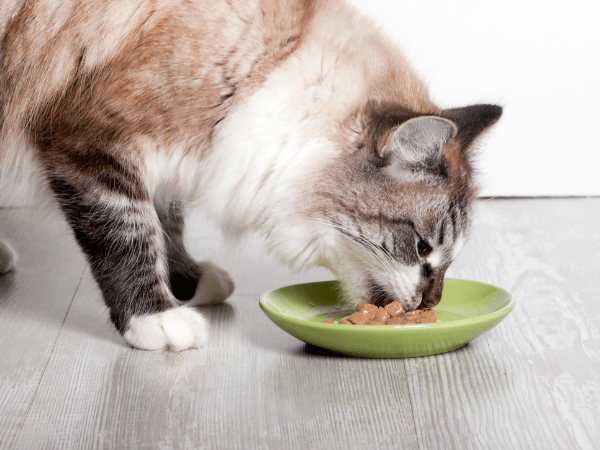 Close-up of a cat eating new cat food, one of the most common things that causes diarrhea in cats