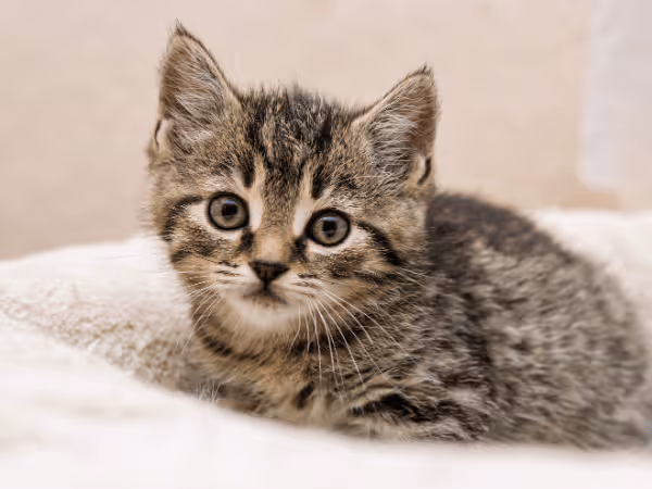 A photo of a kitten, prone to diarrhea in kittens due to their developing immune systems