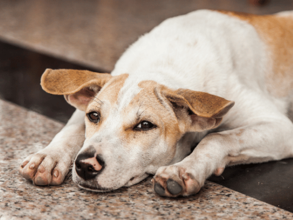 A dog lying down, representing lethargy, one of the signs of constipation in dogs