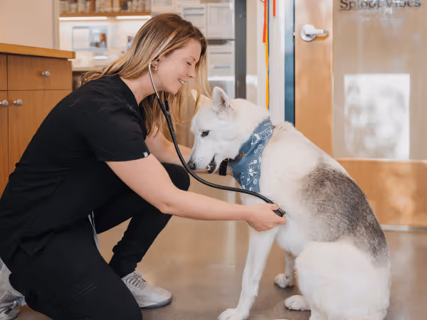 A dog taken to Sploot Veterinary Care, a vet care provider in Colorado Springs, Denver, and Chicago, representing one of the important steps in how to treat constipation in dogs