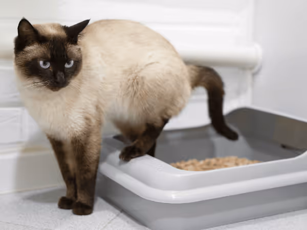 A cat reluctantly using a litterbox, representing the signs of constipation in cats