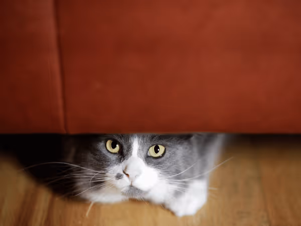 A cat that is hiding, possibly due to pain or discomfort, which is one of the signs of constipation in cats