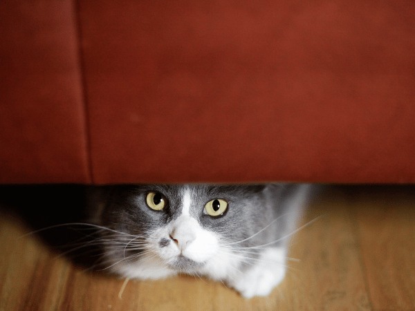 A cat that is hiding, possibly due to pain or discomfort, which is one of the signs of constipation in cats