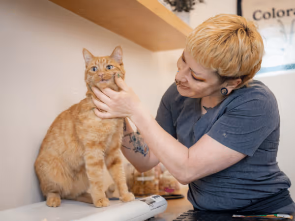 A cat taken to Sploot Veterinary Care, a vet care provider in Colorado Springs, Denver, and Chicago, representing one of the important steps in how to treat constipation in cats