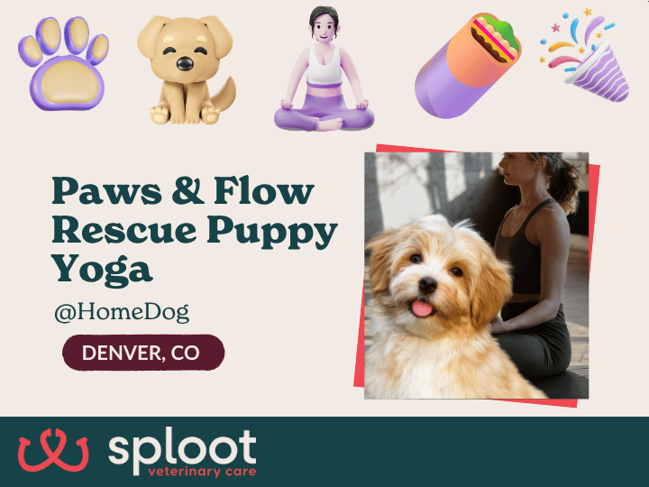 Yoga, puppies, & free burritos! Join Sploot at HomeDog for adoptions, mimosas, raffles, & a chance to win free vaccines for life. Aug 23, 9–11 AM!