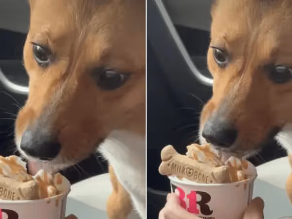A close-up of a dog enjoying the Baskin-Robbins pup cup