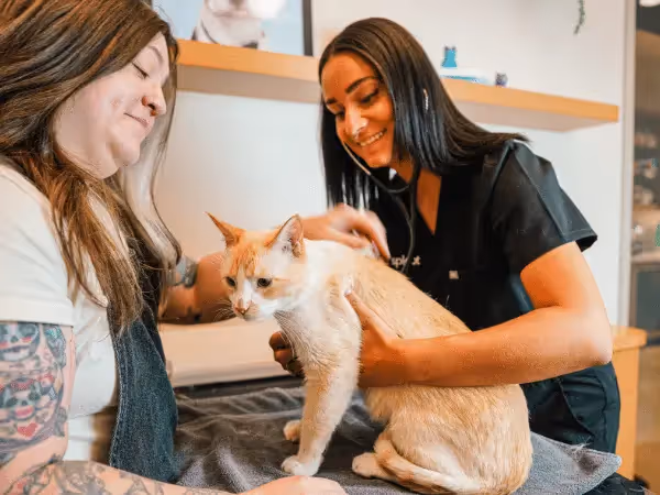 A senior cat brought Sploot Vets, a vet clinic in Colorado Springs, Denver, and Chicago, for recommendations on the best senior cat food