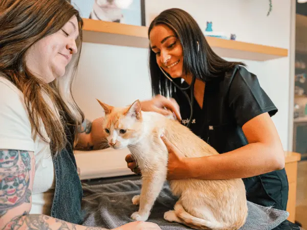 A senior cat brought Sploot Vets, a vet clinic in Colorado Springs, Denver, and Chicago, for recommendations on the best senior cat food