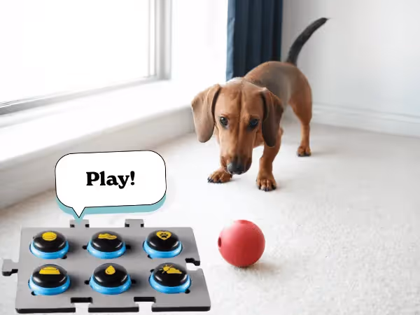 A dog with a ball next to a set of talk buttons, representing the outcome of how to teach a dog to talk with buttons