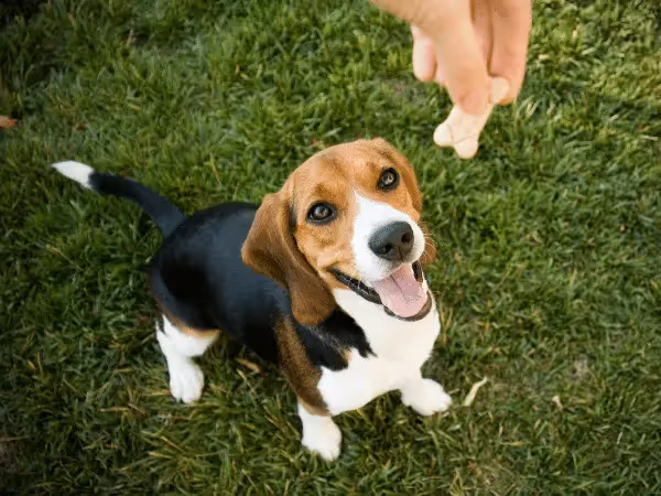 A dog getting a treat, representing positive reinforcement, an important step in teaching a dog to talk with buttons
