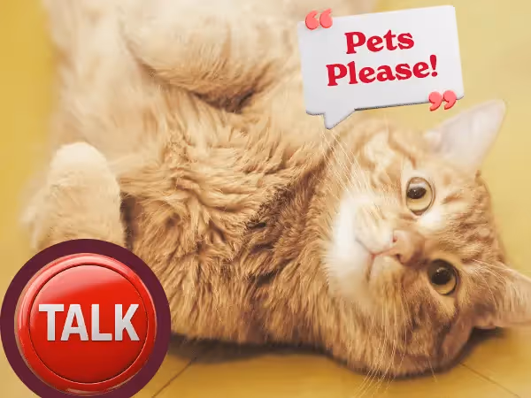 A cat saying “pet’s please!” next to a talk button representing how to teach your cat to talk with speech buttons