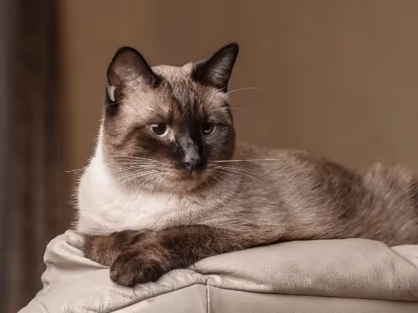 A photo of a Siamese cat, an example of a cat breed that has a high potential for being taught how to talk using talk buttons