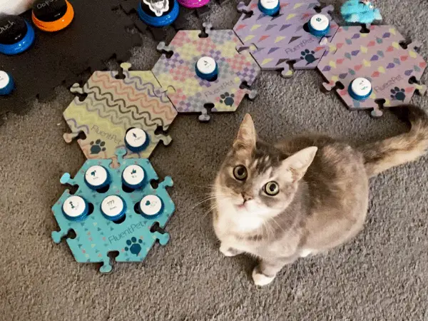 A photo of Billi, a cat who learned how to talk using talk buttons for cats, an example of a success story for how to teach your cat to talk