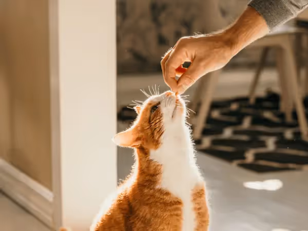 A photo of a cat being given treats as positive reinforcement, which is the method for how to teach a cat to talk with buttons