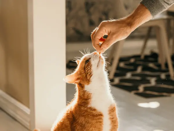 A photo of a cat being given treats as positive reinforcement, which is the method for how to teach a cat to talk with buttons