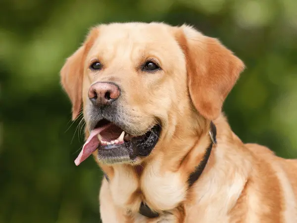 Close-up of a senior dog that can benefit from the best dog food for senior dogs