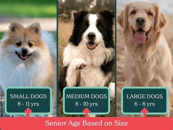 An infographic showing examples of small, medium, and large dogs and when they will become senior dogs that can benefit from senior dog food