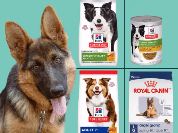 A large dog sitting beside 4 examples of the best dog food for senior dogs appropriate for medium and large breeds