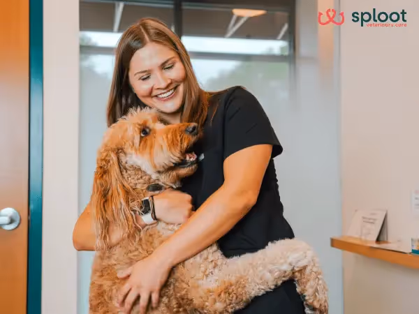An older dog brought to Sploot Vets, a vet clinic in Colorado Springs, Denver, and Chicago, for a nutritional consultation to get the best senior dog food for their needs