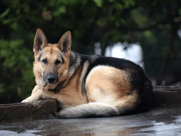 A German Shepherd, one of the breeds that are prone to showing symptoms or signs of bloat in dogs or GDV in dogs