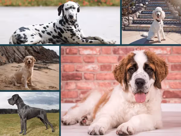 A collage showing a Dalmatian, Poodle, Golden Retriever, Great Dane, and Saint Bernard, dog breeds that are prone to having bloated abdomen in dogs