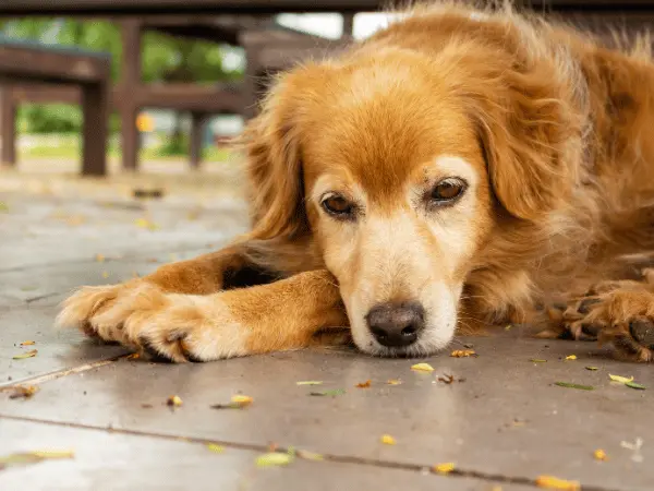 A sad, lethargic Golden Retriever, representing what bloat in dogs is and its symptoms