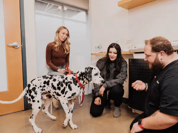 A pet parent bringing a deep-chested dog to Sploot Vets, a vet clinic in Colorado Springs, Denver, and Chicago, for gastropexy consultation, representing how to prevent bloat in dogs