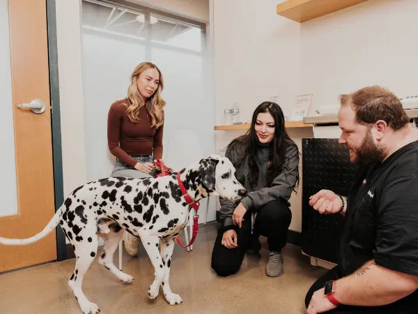A pet parent bringing a deep-chested dog to Sploot Vets, a vet clinic in Colorado Springs, Denver, and Chicago, for gastropexy consultation, representing how to prevent bloat in dogs